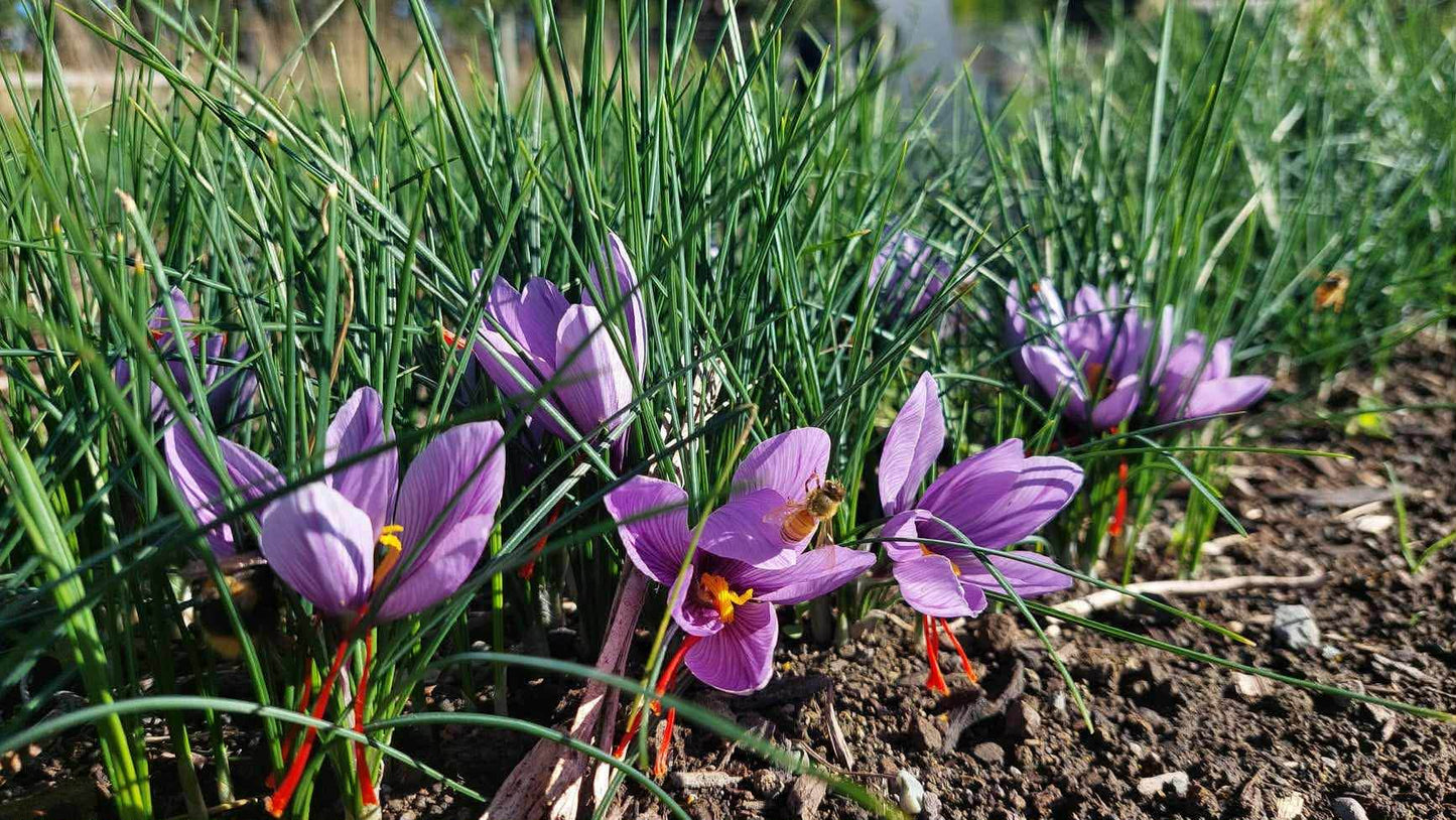 Crocus Sativus - Corms M grade 20-25mm