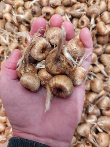 Crocus Sativus - Corms M grade 20-25mm