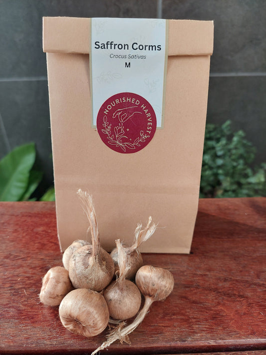 Crocus Sativus - Corms M grade 20-25mm