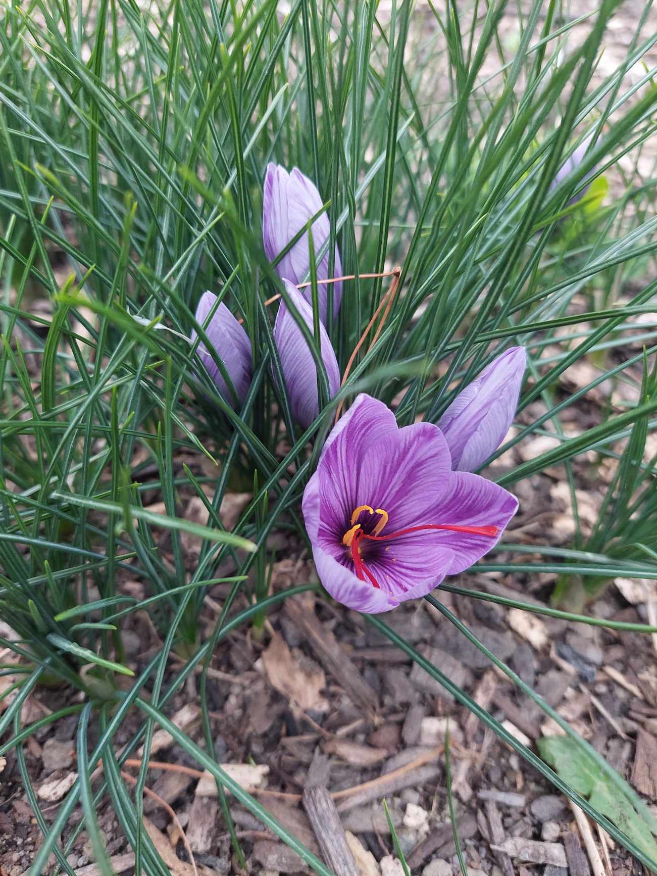 Crocus Sativus - Corms 20-30mm