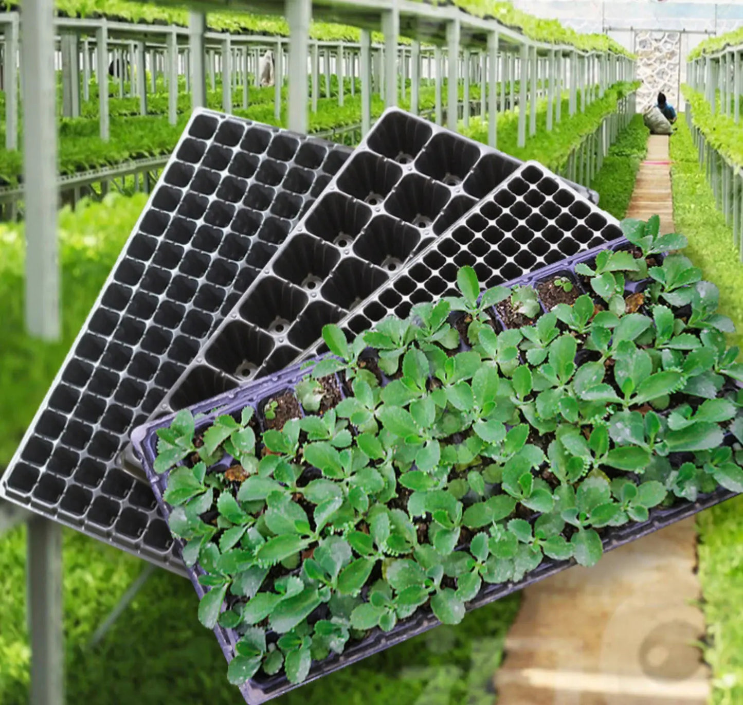 3 Pcs Thickened Seed Trays