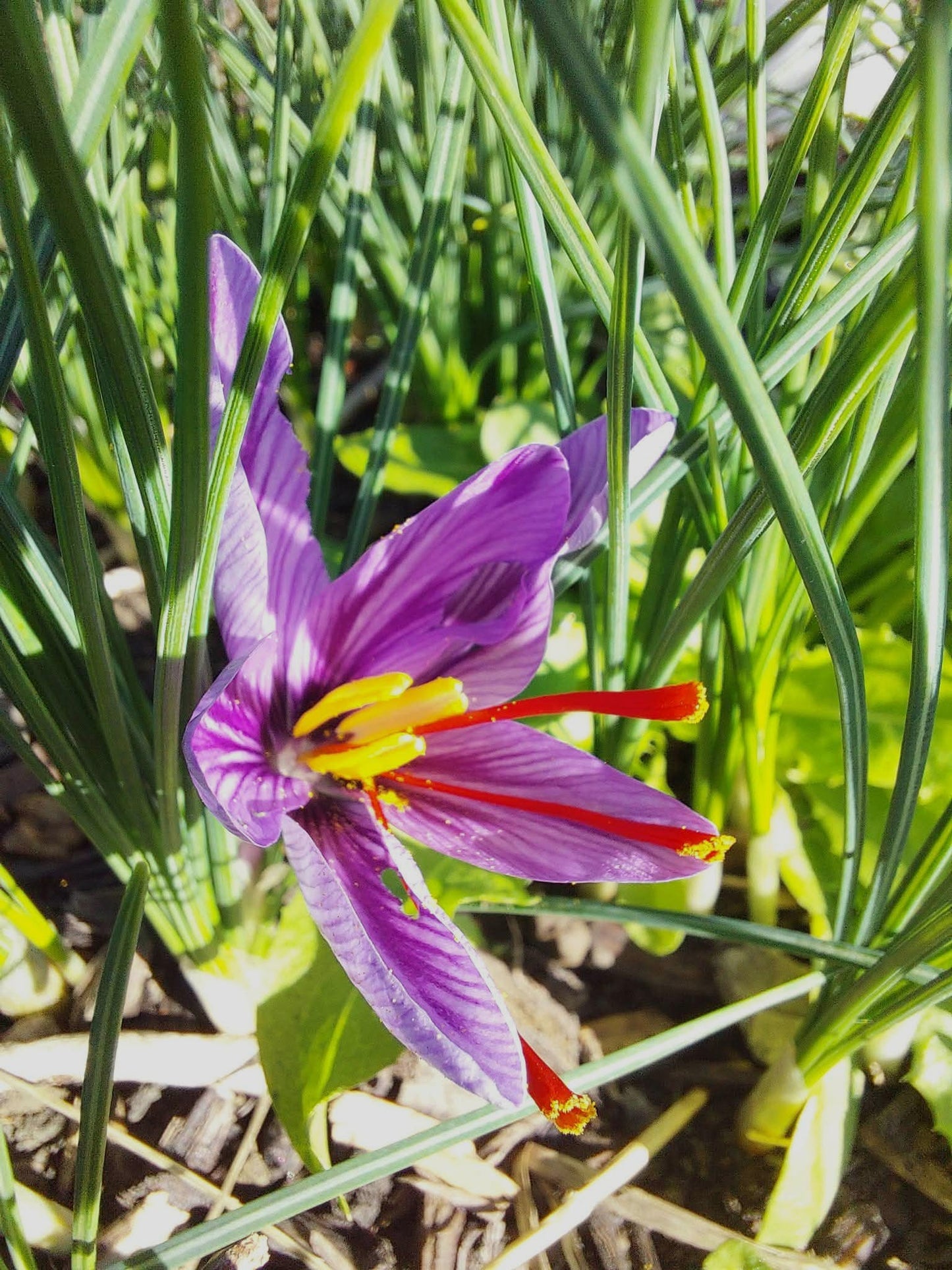Crocus Sativus - Corms M grade 20-25mm
