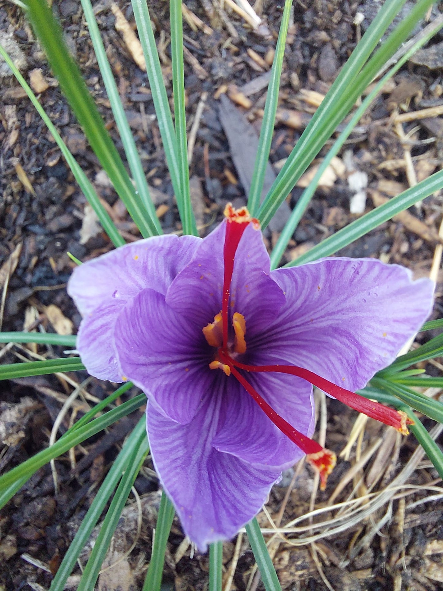 Crocus Sativus - Corms 10-20mm