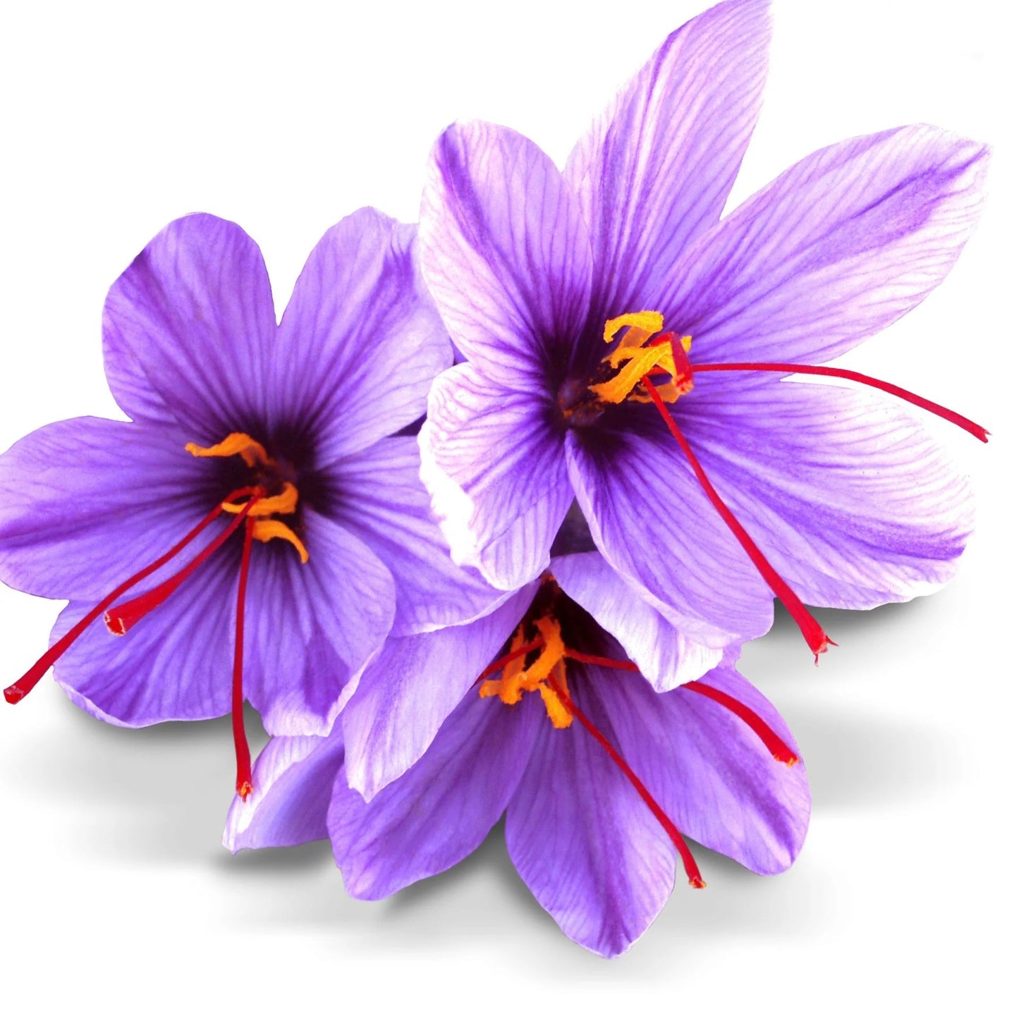 Crocus Sativus - Corms 20-30mm